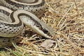 Thumbnail for version as of 18:29, 28 January 2012