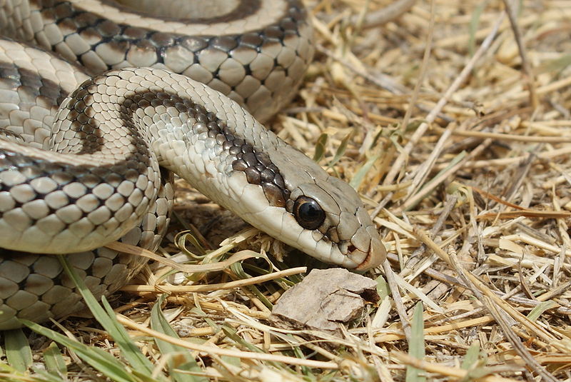 File:Patchnose snake pic 3.jpg