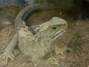 Sphenodon punctatus in New Zealand.jpg