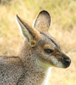 Swamp wallaby (Wallabia bicolor)