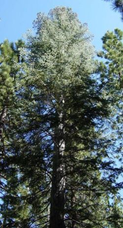 White fir tree.jpg