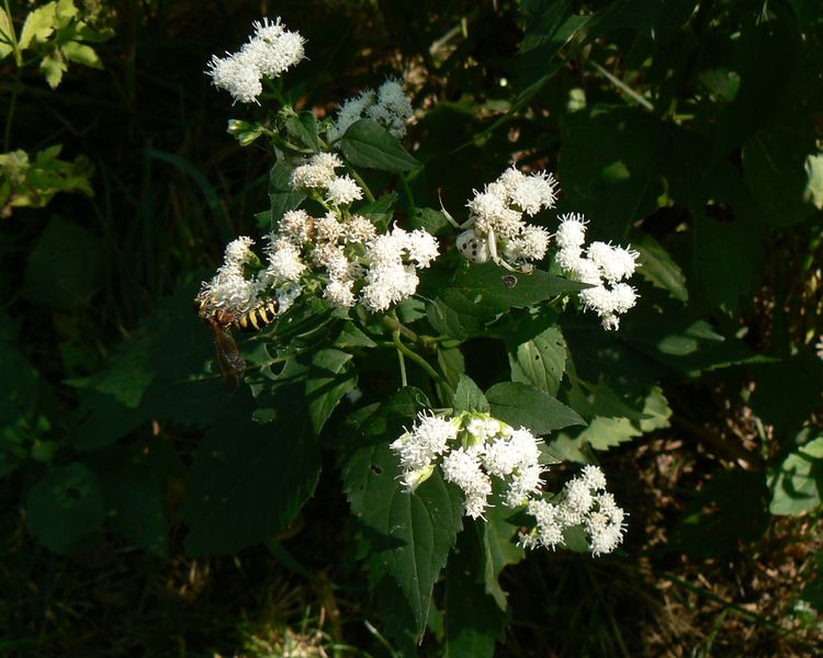 File:White snakeroot NEW image.jpg