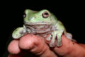 White's tree frog at Noah's Ark Zoo Farm