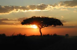 AcaciaSunSet.jpg