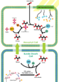Thumbnail for version as of 19:50, 27 December 2010