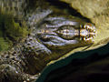 Chinese alligator (A. sinensis