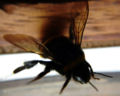 a confused bumblebee