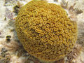 Elliptical Star Coral (stokesi) Dichocoenia