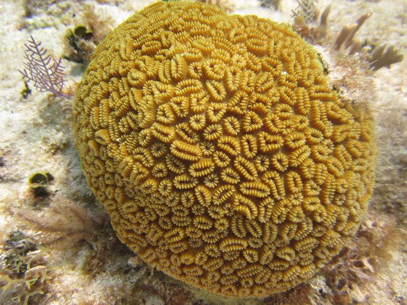 File:Dichocoenia stokesi.jpg
