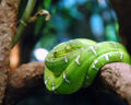 Emerald Tree Boa (C. caninus)