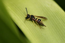 European Tube Wasp.jpg