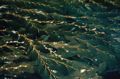 Giant Kelp (Macrocystis pyrifera) Fammily: Lessoniaceae