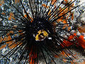 Long-spined sea urchin (Diadema antillarum) Order: Diadematoida