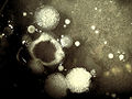 Thumbnail for version as of 03:47, 4 March 2009