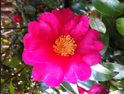 Sasanqua camellia.png