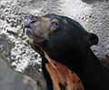 Sun bear ( H. malayanus ) Order: Carnivora Family: Ursatatay