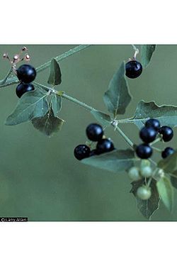 American black nightshade berries.jpg