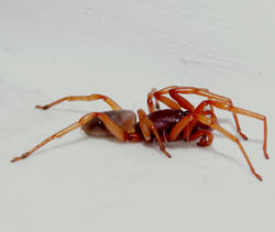 Atypidae spider.jpg