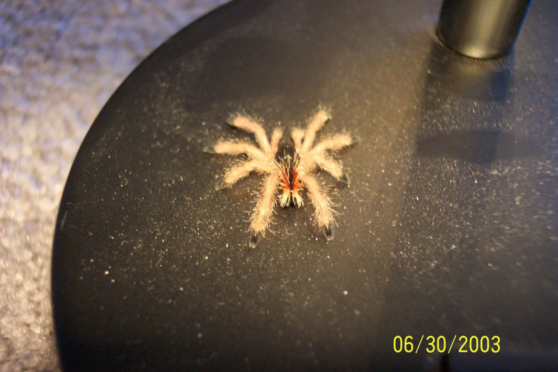File:Baby Pink Toe Tarantula.jpg