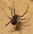 Black Widow Spider (Latrodectus sp.) Class: Arachnida