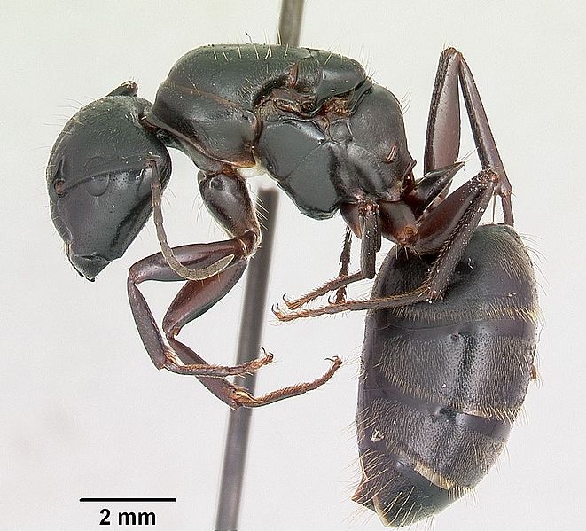 File:Black carpenter ant anatomy.jpg