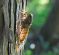 Thumbnail for version as of 02:46, 26 November 2007