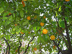 Citrus Sinesis.jpg