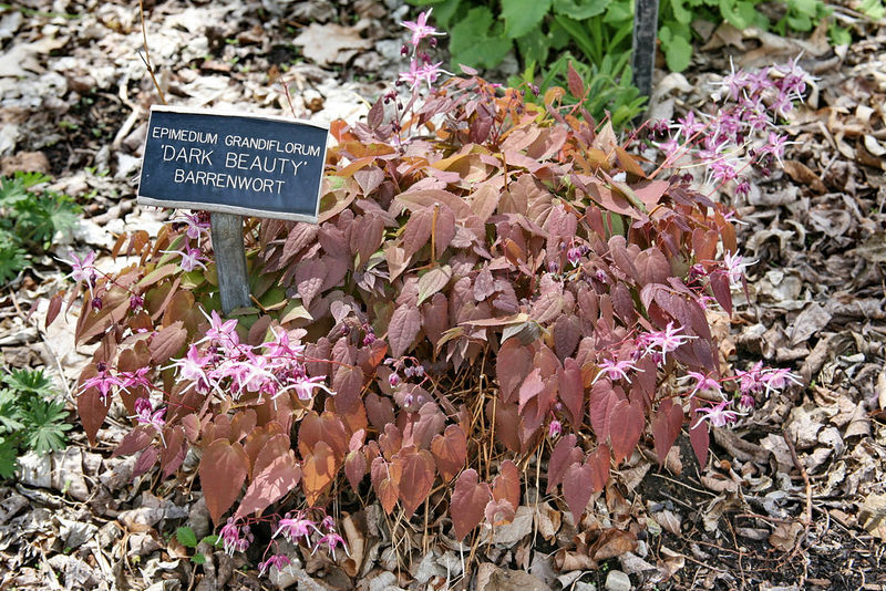 File:Dd.jpg