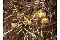 Ephedra torreyana.jpg