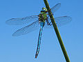 emperor dragonfly (Anax imperator)