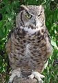 Great Horned Owl (B. virginianus)