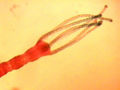Thumbnail for version as of 19:16, 27 September 2006