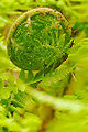 Common Lady Fern (Athyrium filix-femina)