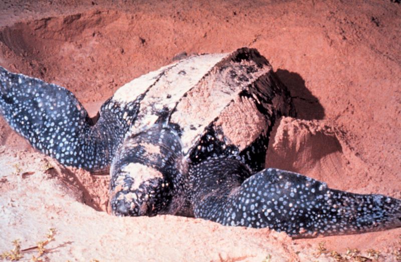 Ficheiro:LeatherbackTurtle.jpg