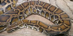 Python molurus bivittatus (3).jpg