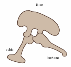Saurischia pelvis.png