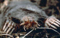 Thumbnail for version as of 19:20, 10 February 2016
