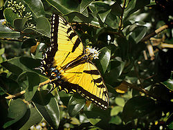 Tiger swallowtail.jpg