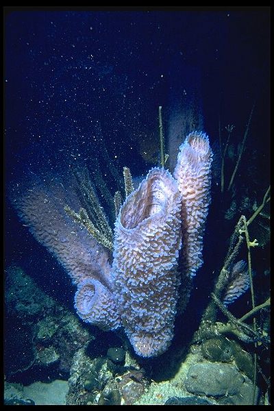 File:Callyspongia plicifera.jpg