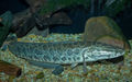 Thumbnail for version as of 20:43, 2 October 2013