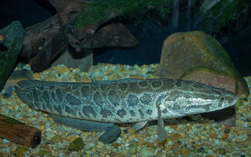File:Channa argus.jpg