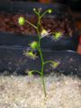 Australian sundew (D. menziesii) Genus: Drosera