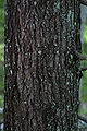 Eastern Hemlock (Tsuga canadensis) Genus: Tsuga Carrière
