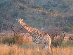 Giraffidae1.jpg