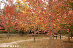 Maple trees.jpg