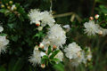 Thumbnail for version as of 20:15, 12 June 2008