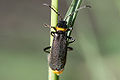 Plague Soldier Beetle (C. lugubris) Genus: Chauliognathus