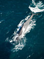 Sperm whale (macrocephalus) physeter macrocephalus
