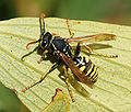 Yellow jacket ftw.jpg