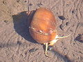 Thumbnail for version as of 00:51, 23 November 2011